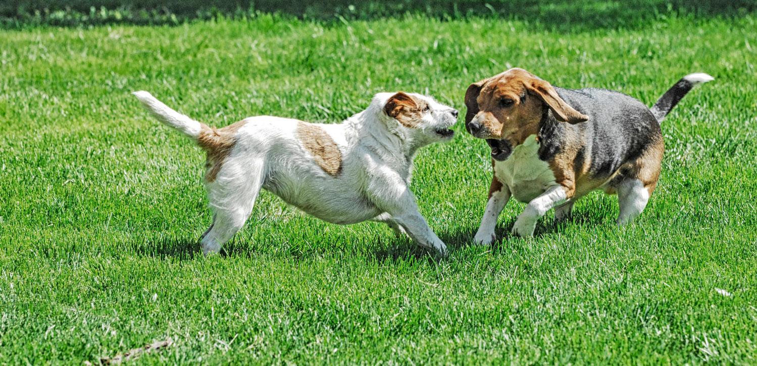 Geregelter Freilauf für kleine und große Hunde